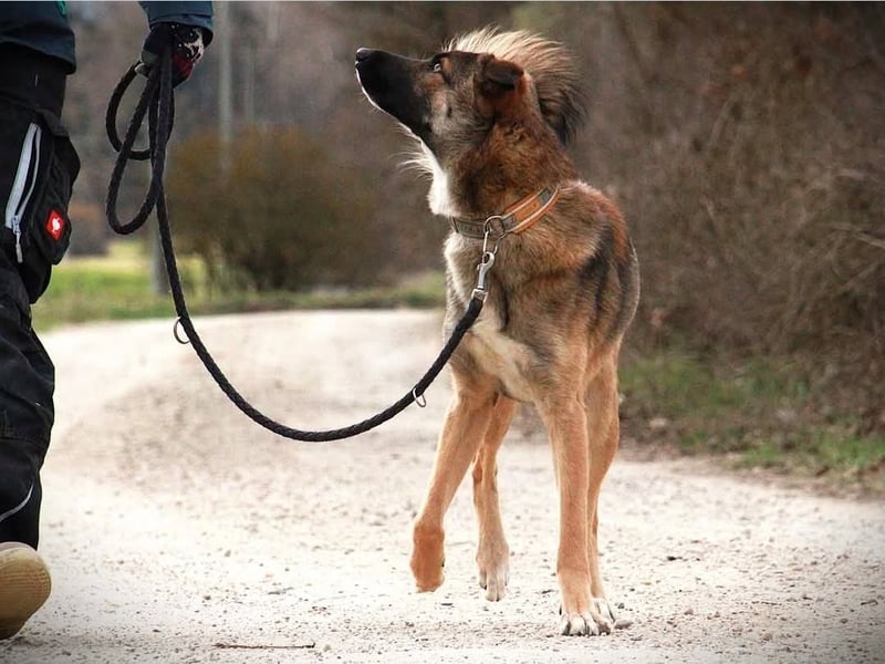 BOOTSMANN - Sucht erfahrene Menschen in 84152 Mengkofen