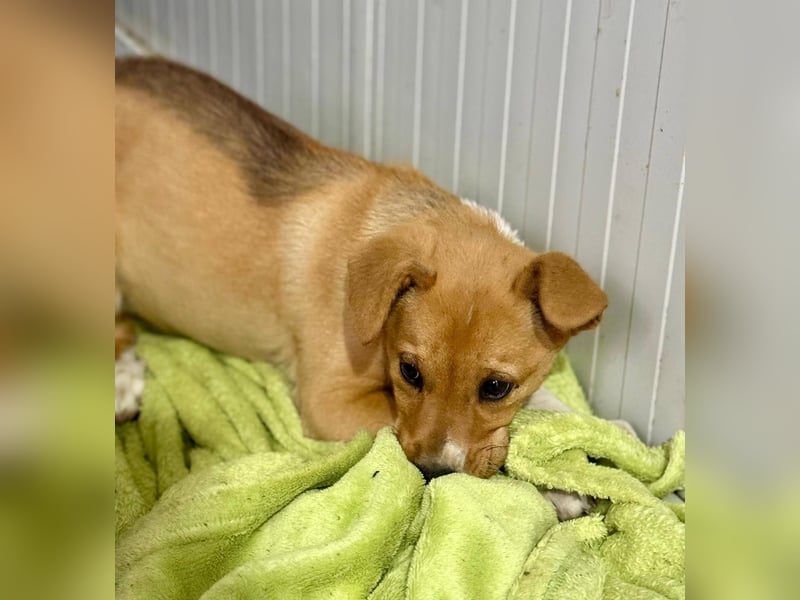 SANELA - Menschenbezogene Hündin wartet auf ihr Körbchen