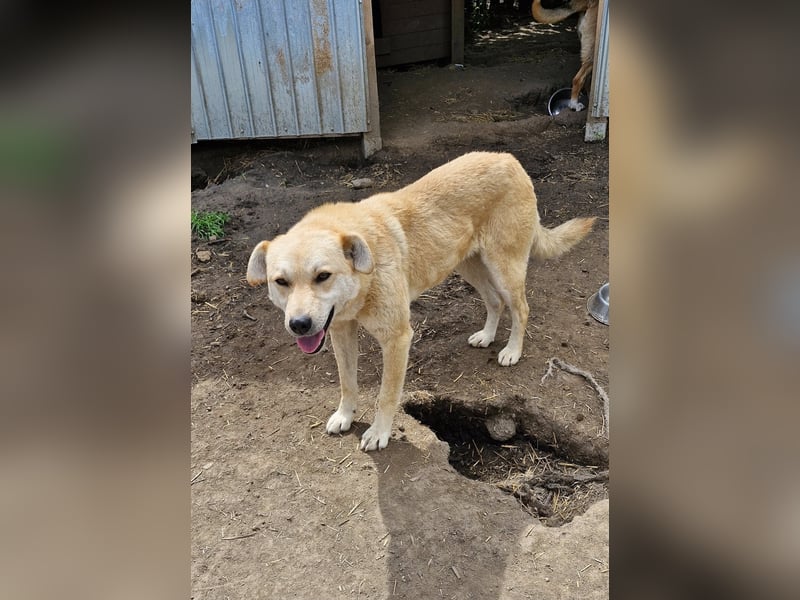 PEGGY - Wünscht sich schon so lange ein schönes Zuhause
