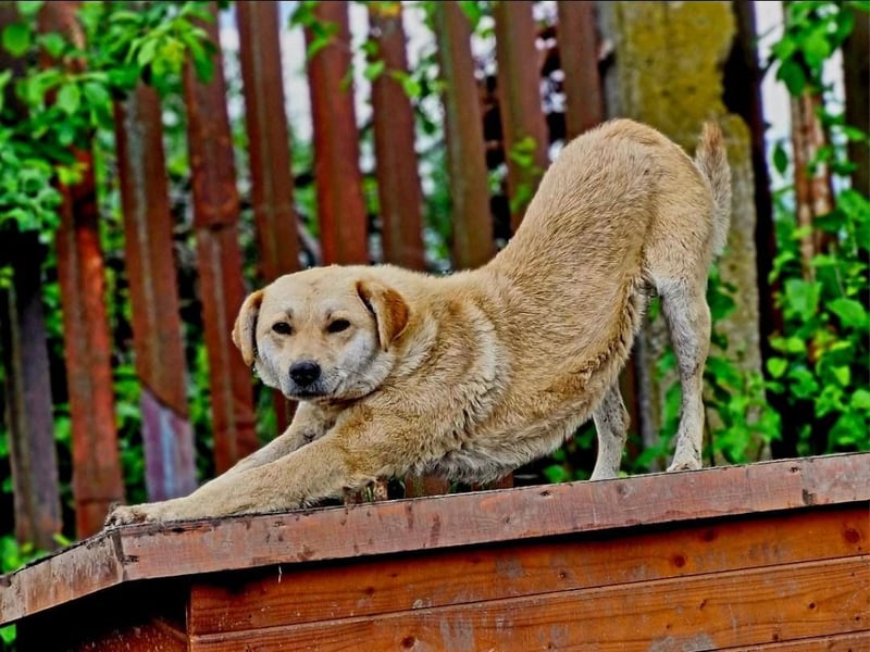 PEGGY - Wünscht sich schon so lange ein schönes Zuhause