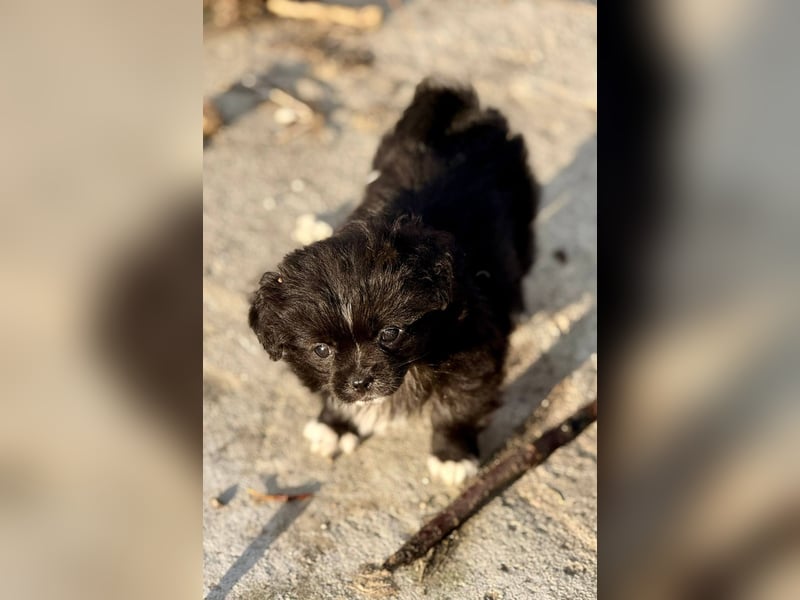 MARISOL - Kleines Hundemädel sucht gemütliches Sofa