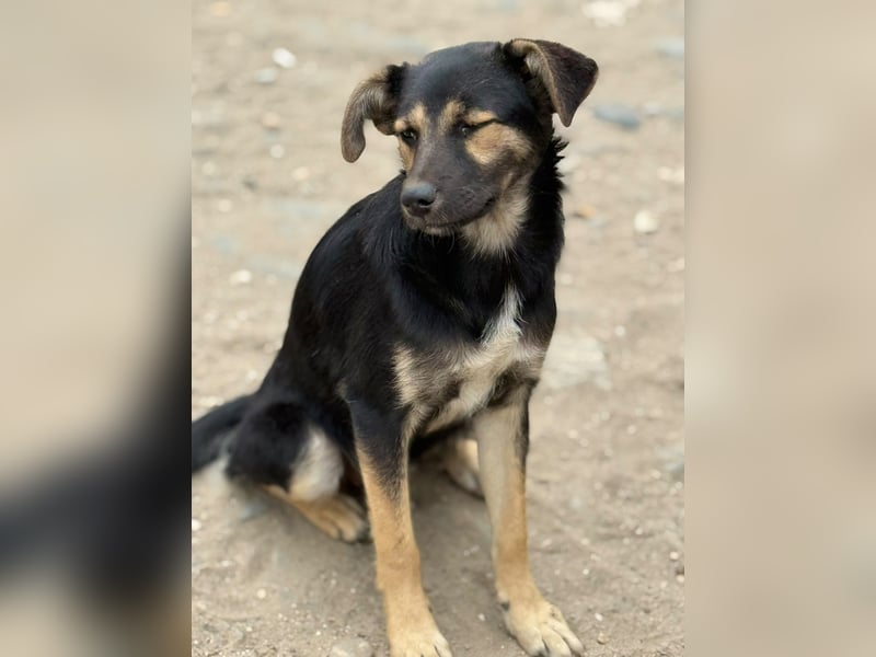 GERTI - Neugieriges und fröhliches Welpenmädchen sucht ihre Lieblingsmenschen