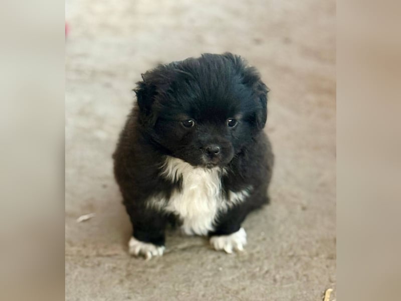 GINNY - Kleine Wuschelmaus sucht ihre Familie