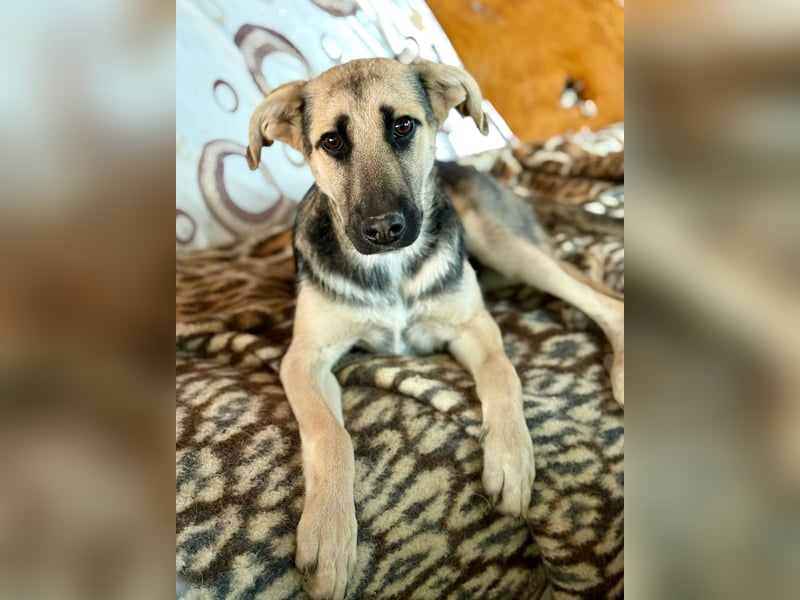 CHARLOTTE - Herzenshündin sucht dringend einen Gnadenplatz