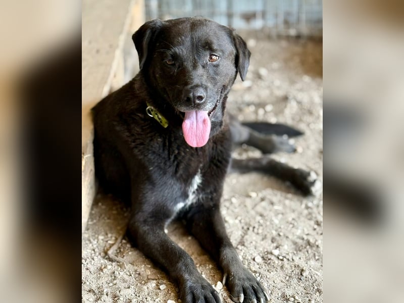 SUERTE - Superfreundlicher Bub wünscht sich liebevolle Familie