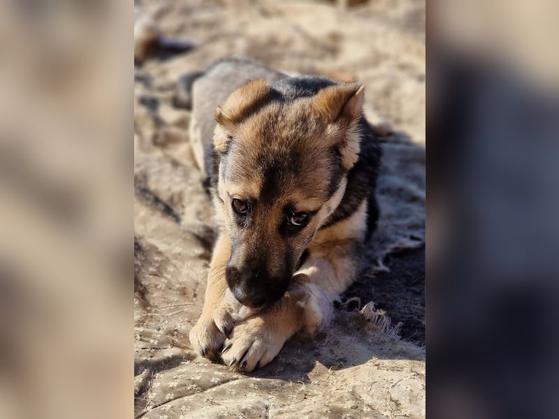 CHARLOTTE - Herzenshündin sucht dringend einen Gnadenplatz
