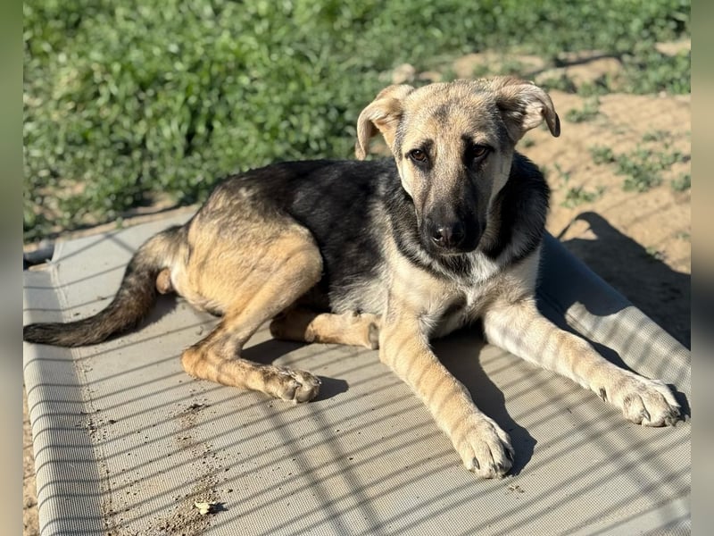 CHARLOTTE - Herzenshündin sucht dringend einen Gnadenplatz