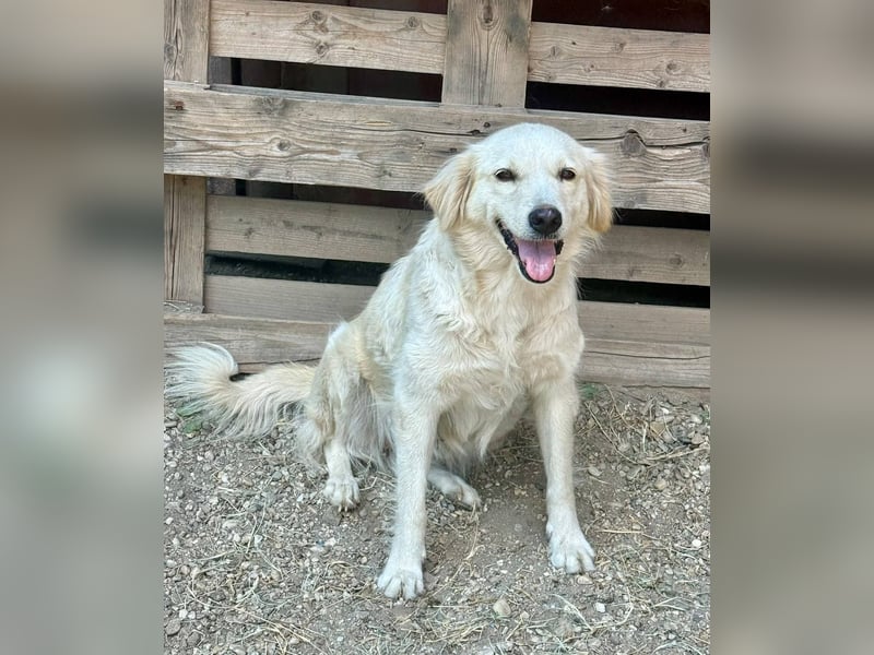 MARILYN - Freundliche und ruhige Seele wünscht sich einen liebevollen Platz zum ankommen