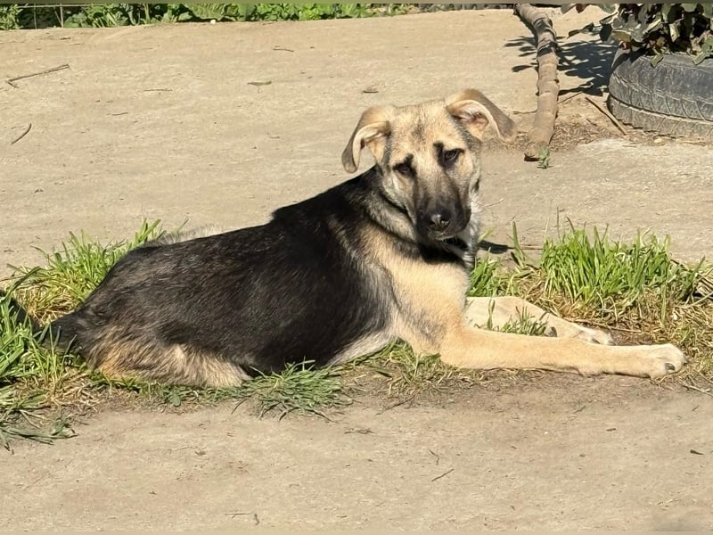 CHARLOTTE - Herzenshündin sucht dringend einen Gnadenplatz