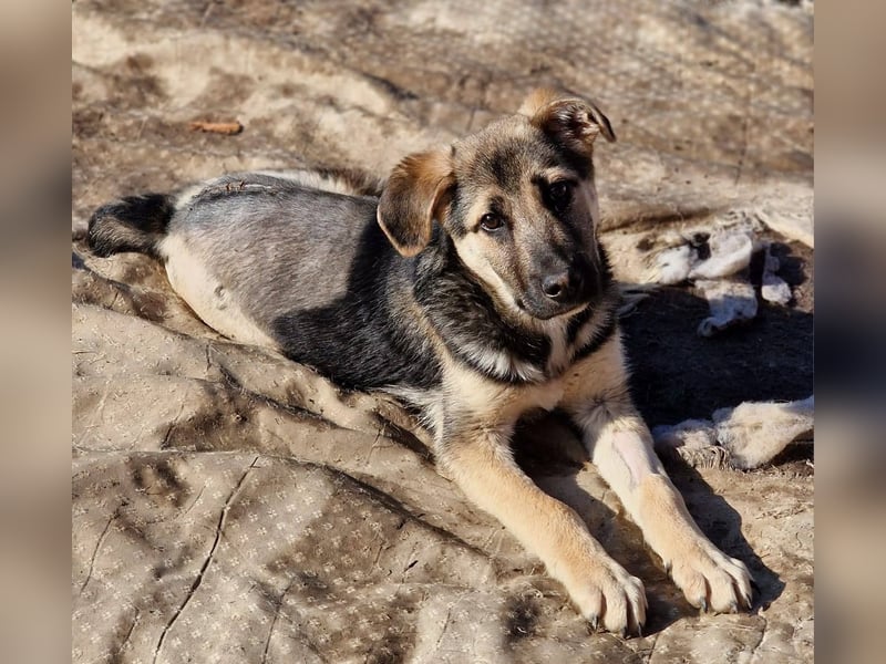 CHARLOTTE - Herzenshündin sucht dringend einen Gnadenplatz