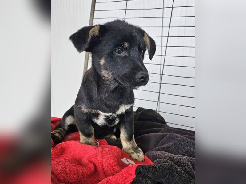 ELOISE - Aufgeschlossenes Mädchen sucht warmes Körbchen