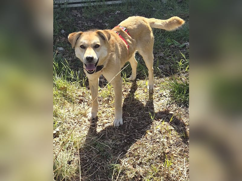 PEGGY - Sanfte und freundliche Hündin sucht ihren sicheren Hafen