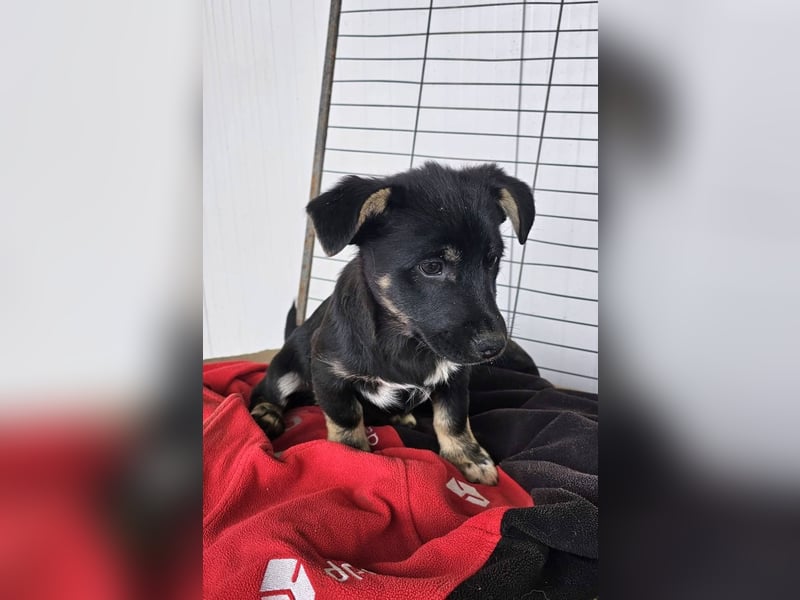 ELOISE - Aufgeschlossenes Mädchen sucht warmes Körbchen