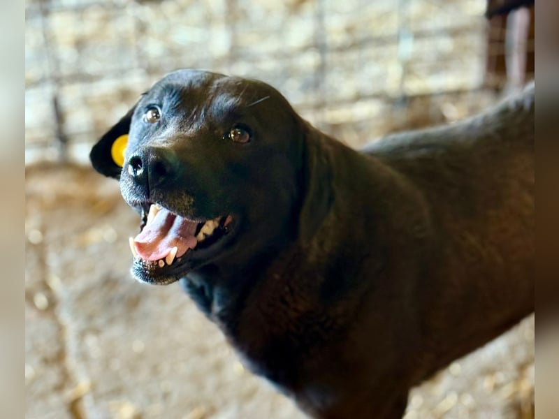 SUERTE - Superfreundlicher Bub wünscht sich liebevolle Familie