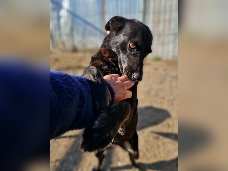 MELOU - freundliche und verschmuste Hündin wünscht sich sehnlichst ihr Zuhause