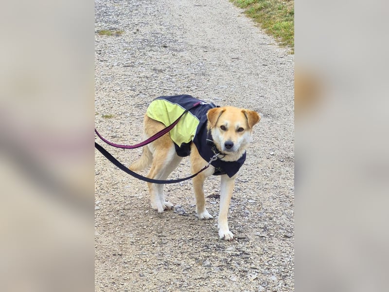 PEGGY - Sanfte und freundliche Hündin sucht ihren sicheren Hafen