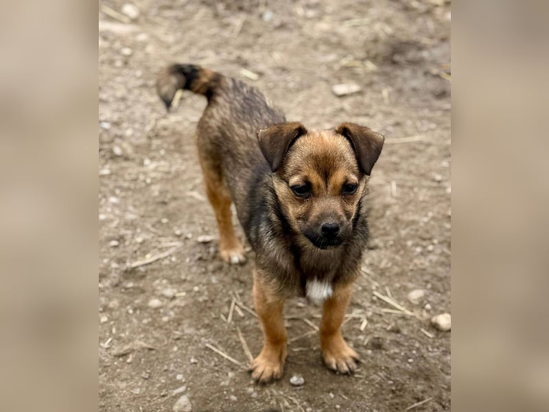 EMELY - Menschenbezogene Hündin sucht schönes Zuhause