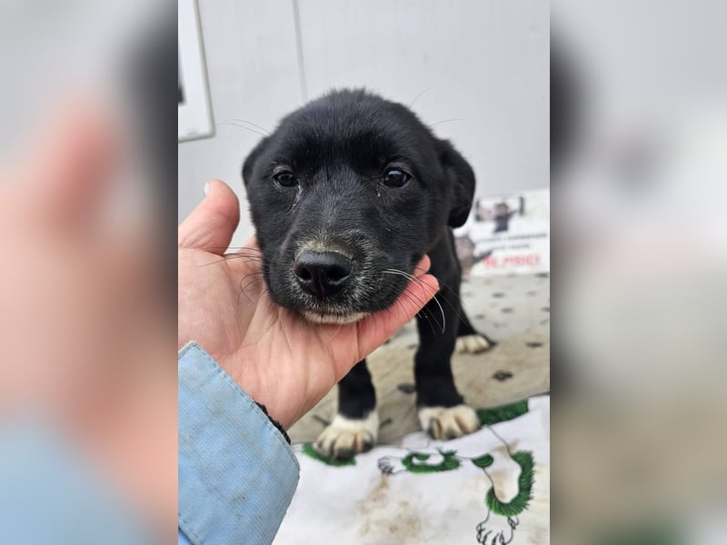 DARCY - Lebensfrohe Hündin wartet auf ihren Start ins Leben