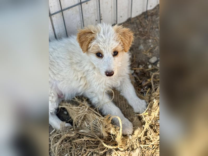 DOMINO - Aufgeschlossener, junger Mann sucht seine Lieblingsmenschen