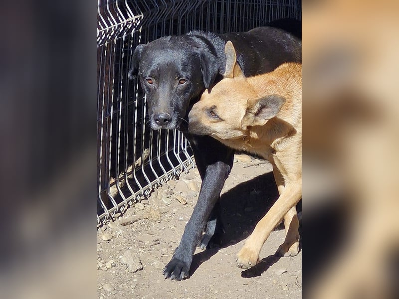 SUERTE - Superfreundlicher Bub wünscht sich liebevolle Familie