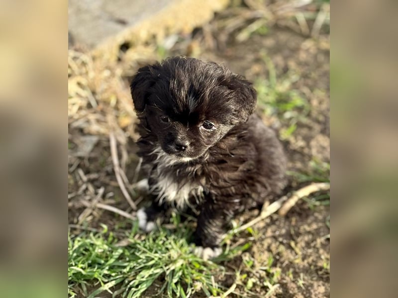 MARISOL - Kleines Hundemädel sucht gemütliches Sofa