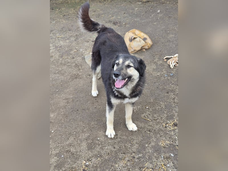 ZOEY - Traum-Hündin sucht aktive Menschen für gemeinsame Abenteuer