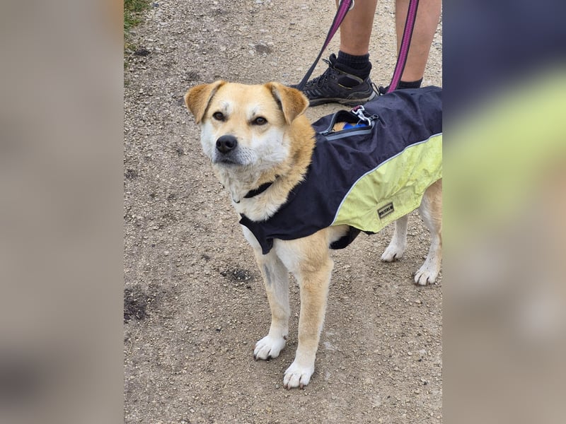 PEGGY - Sanfte und freundliche Hündin sucht ihren sicheren Hafen