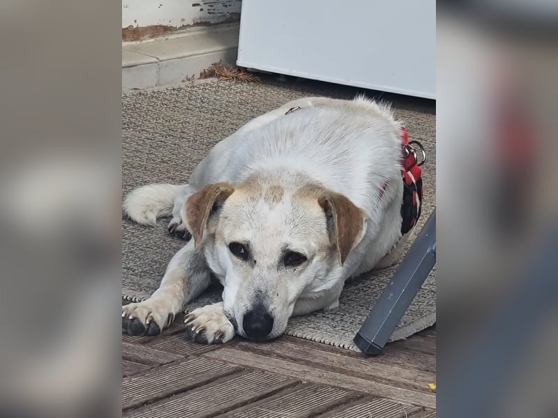 BILLIE - Sanfte Hündin wartet in 53881 Euskirchen auf ihre Menschen