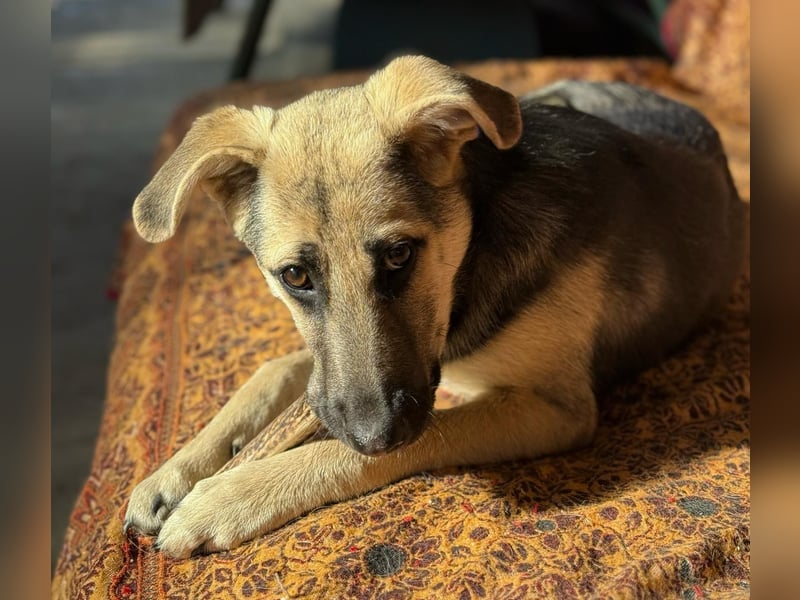 CHARLOTTE - Herzenshündin sucht dringend einen Gnadenplatz