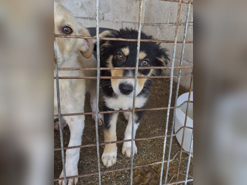 AZARI - Zauberhaftes Mädchen sucht ihr Für-Immer-Zuhause
