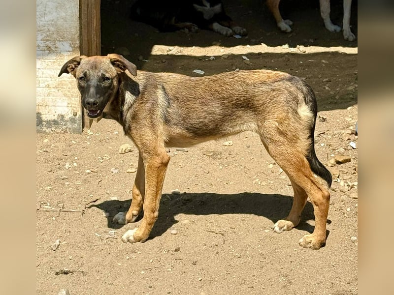 TILLY - Schüchternes Mädchen sucht ihre Familie