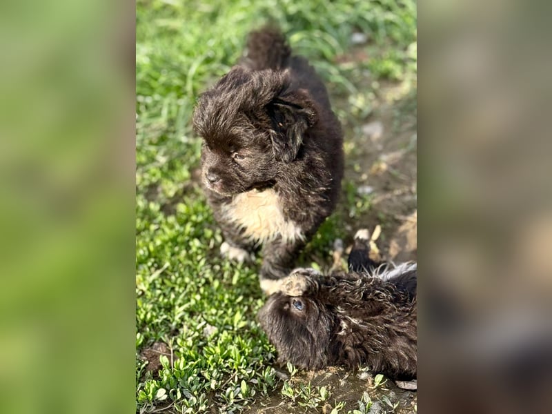 GINNY - Kleine Wuschelmaus sucht ihre Familie