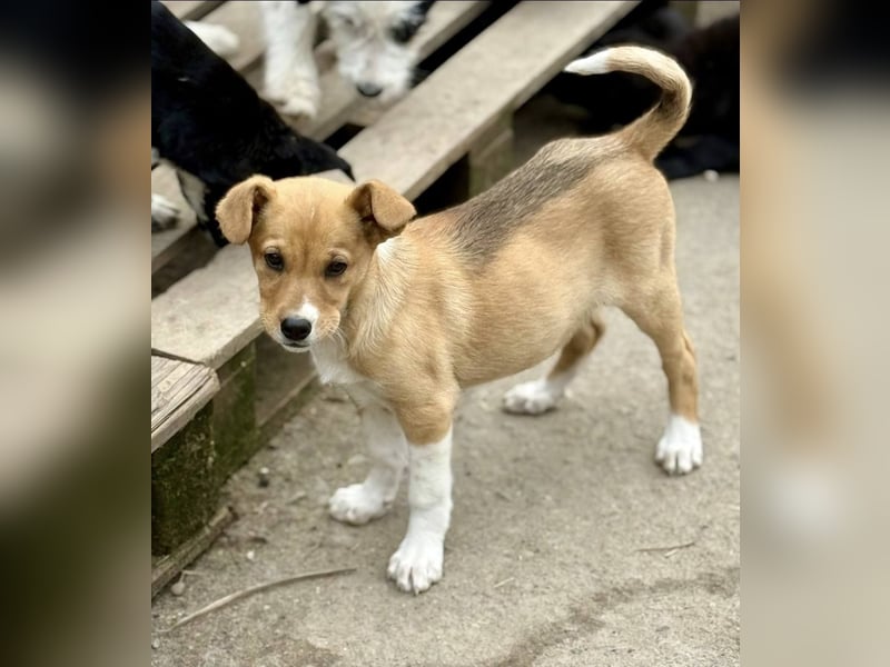 SANELA - Menschenbezogene Hündin wartet auf ihr Körbchen