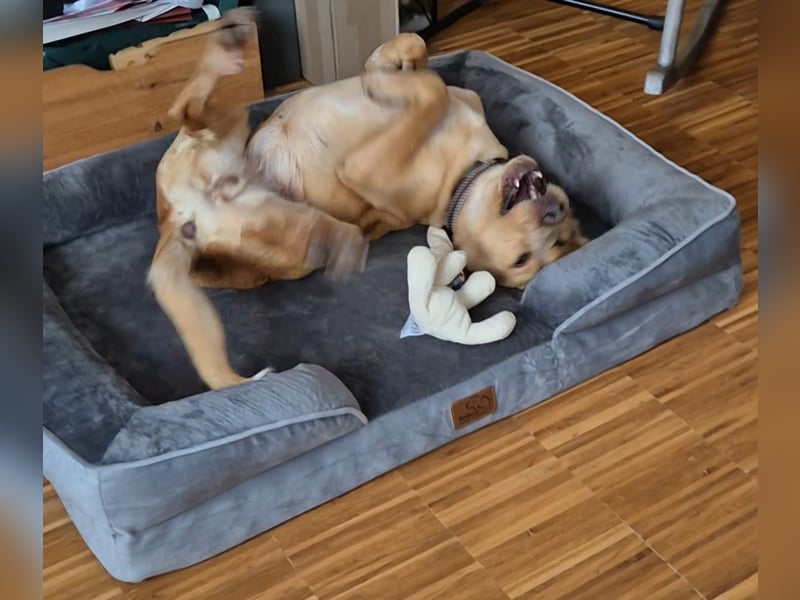 Schöne Wilma sucht ein Zuhause