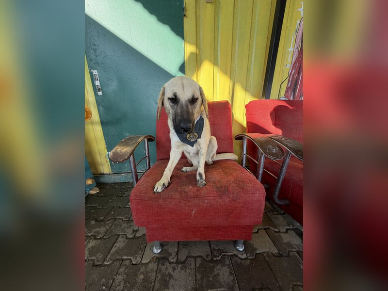 Handicap Hündin Smartie sucht ein Zuhause oder eine Pflegestelle