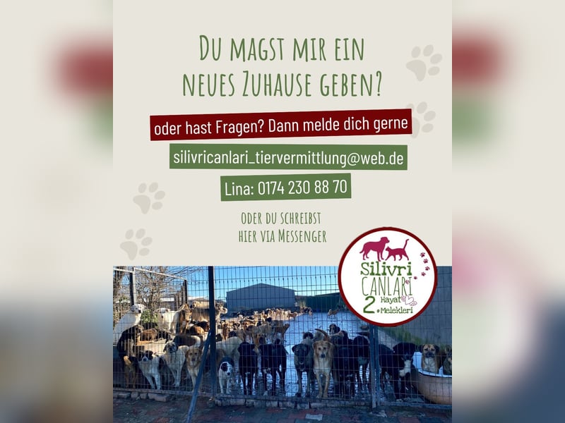 Schöne Wilma sucht ein Zuhause