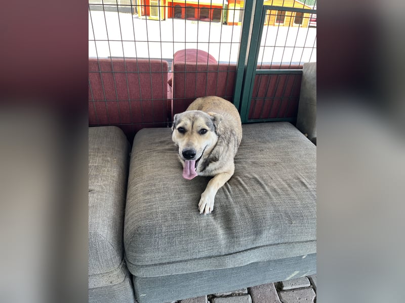 Pamuk sucht ein Zuhause oder eine Pflegestelle