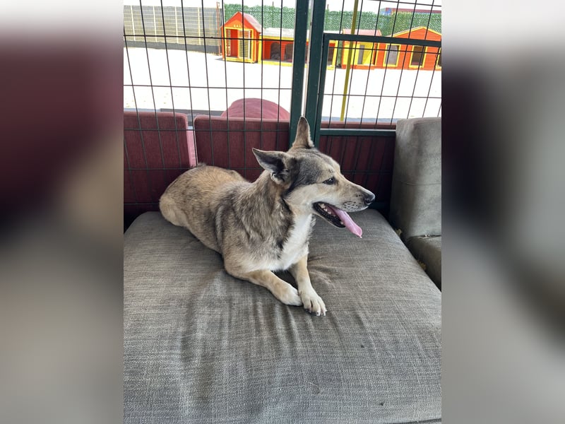 Pamuk sucht ein Zuhause oder eine Pflegestelle