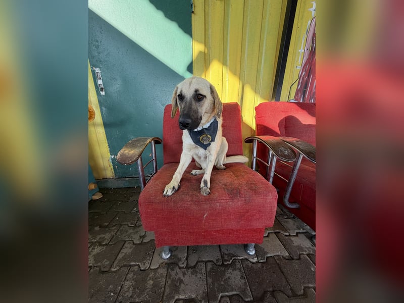 Handicap Hündin Smartie sucht ein Zuhause oder eine Pflegestelle