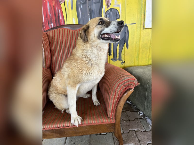 Jana sucht ein Zuhause oder eine Pflegestelle