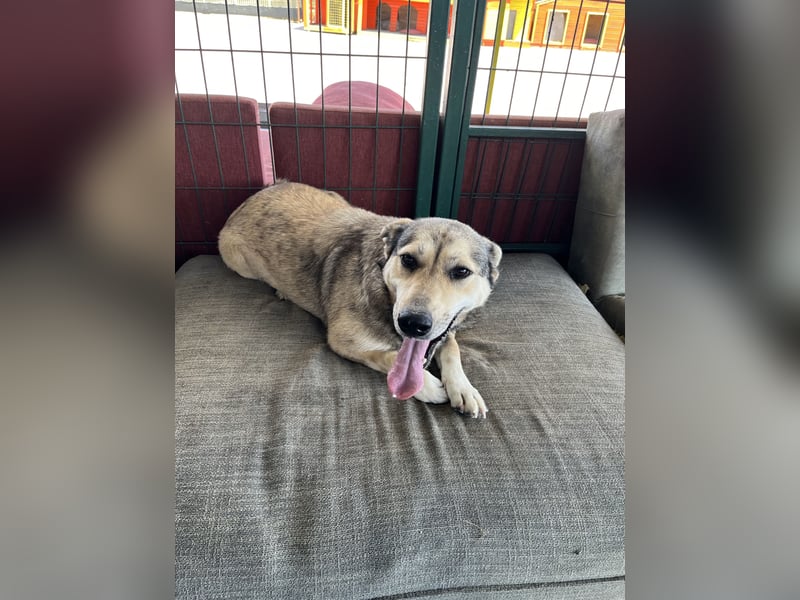 Pamuk sucht ein Zuhause oder eine Pflegestelle