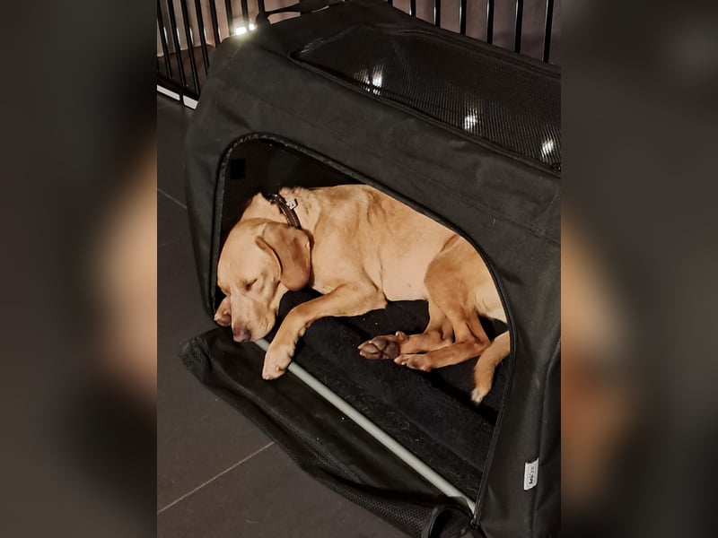 Schöne Wilma sucht ein Zuhause