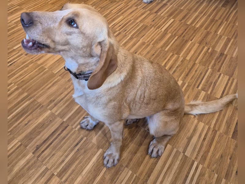 Schöne Wilma sucht ein Zuhause