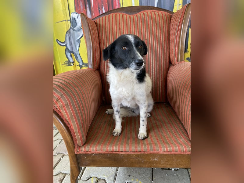 Priya sucht ein Zuhause oder eine Pflegestelle