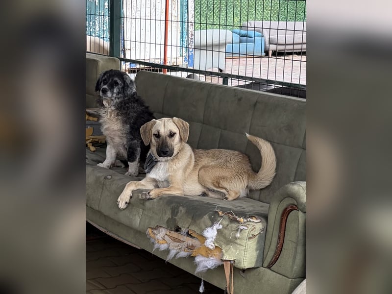 Handicap Hündin Smartie sucht ein Zuhause oder eine Pflegestelle