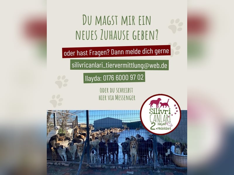 Pamuk sucht ein Zuhause oder eine Pflegestelle