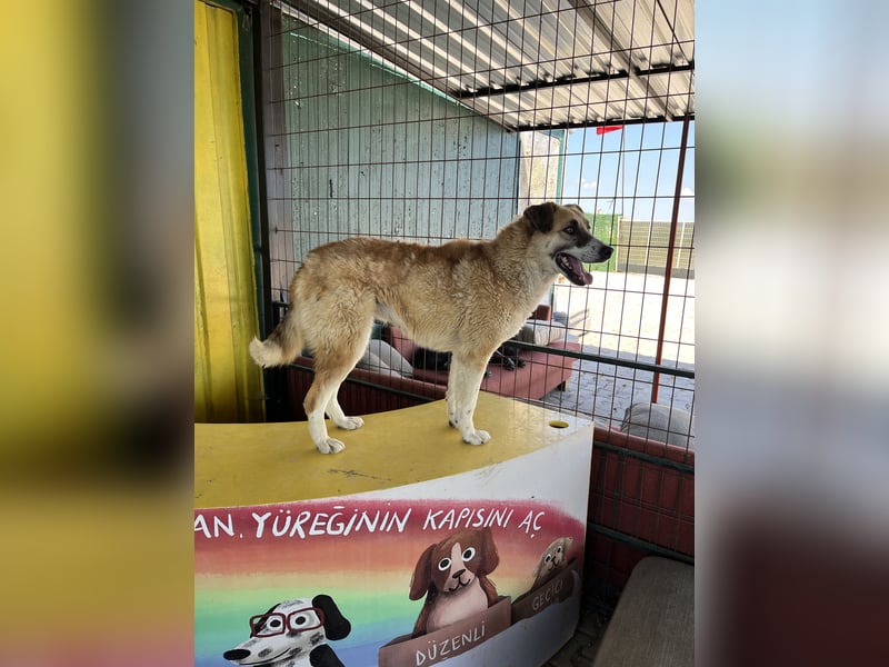 Jana sucht ein Zuhause oder eine Pflegestelle