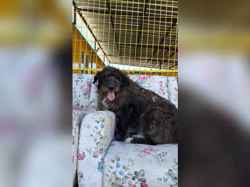 Fuzzy sucht sein Für-immer-Zuhause oder eine Pflegestelle
