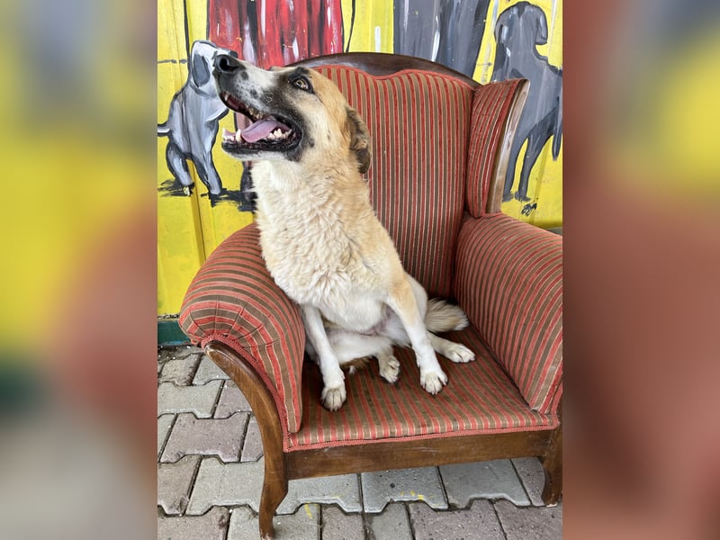 Jana sucht ein Zuhause oder eine Pflegestelle