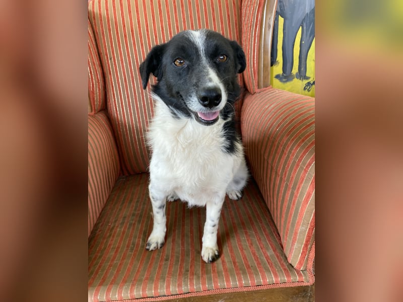 Priya sucht ein Zuhause oder eine Pflegestelle